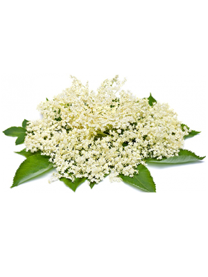 ანწლის ყვავილი – Цветки бузины травянистой – Sambucus herbacea.