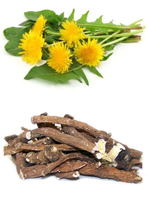 ბაბუაწვერას მშრალი ფესვები – Корни одуванчика – Taraxacum officinale