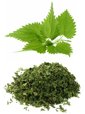 ჭინჭარი – Крапива – Urtica dioica