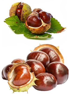 ცხენის წაბლი – Конский каштан – Aesculus