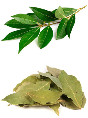დაფნის ფოთოლი – Лавр Благородный – Lauraceae Juss