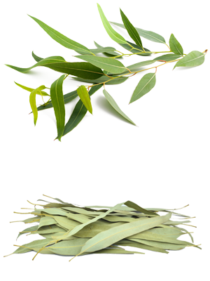 ევკალიპტის ფოთოლი – Эвкалипт – Eucalyptus