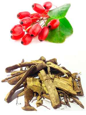 კოწახურის ფესვები – Корень барбариса – Berberis