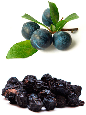 კვრინჩხი – Тёрн – Prunus spinosa
