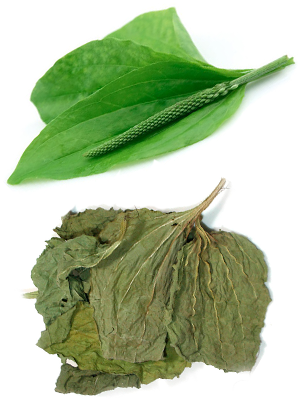 მრავალძარღვა – Подорожник – Plantago psyllium