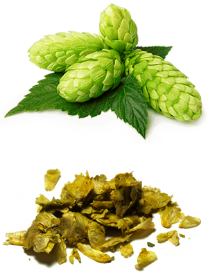 სვიის გირჩები - Хмель обыкновенный - Humulus lupulus