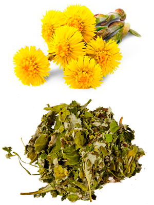 ვირისტერფა – Мать-и-мачеха – Tussilago farfara