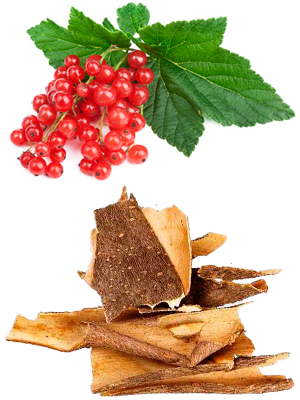 ძახველის ქერქი - Кора калины - Viburnum